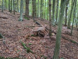 IMG_20251012_113741754_HDR